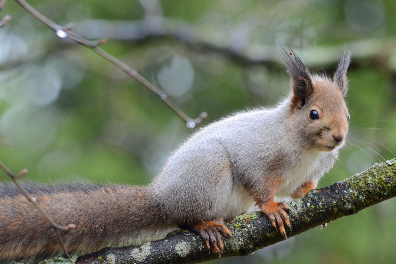 Valokuvaaja: Kalle Asikainen
