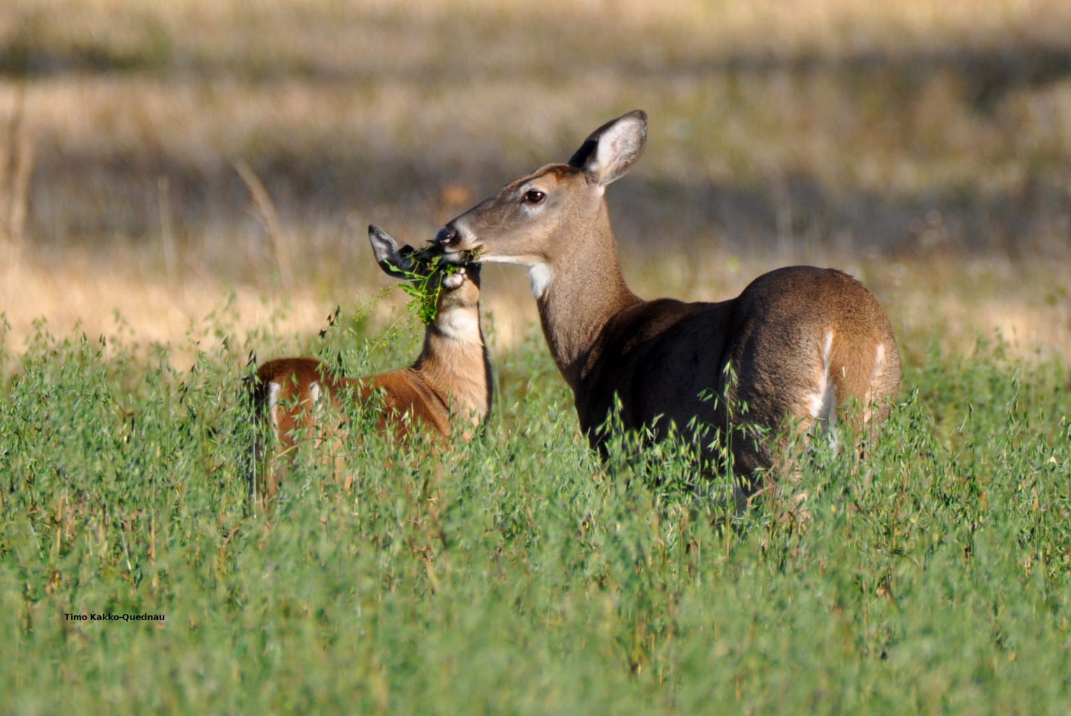Valokuvaaja: Timo Kakko-Quednau
