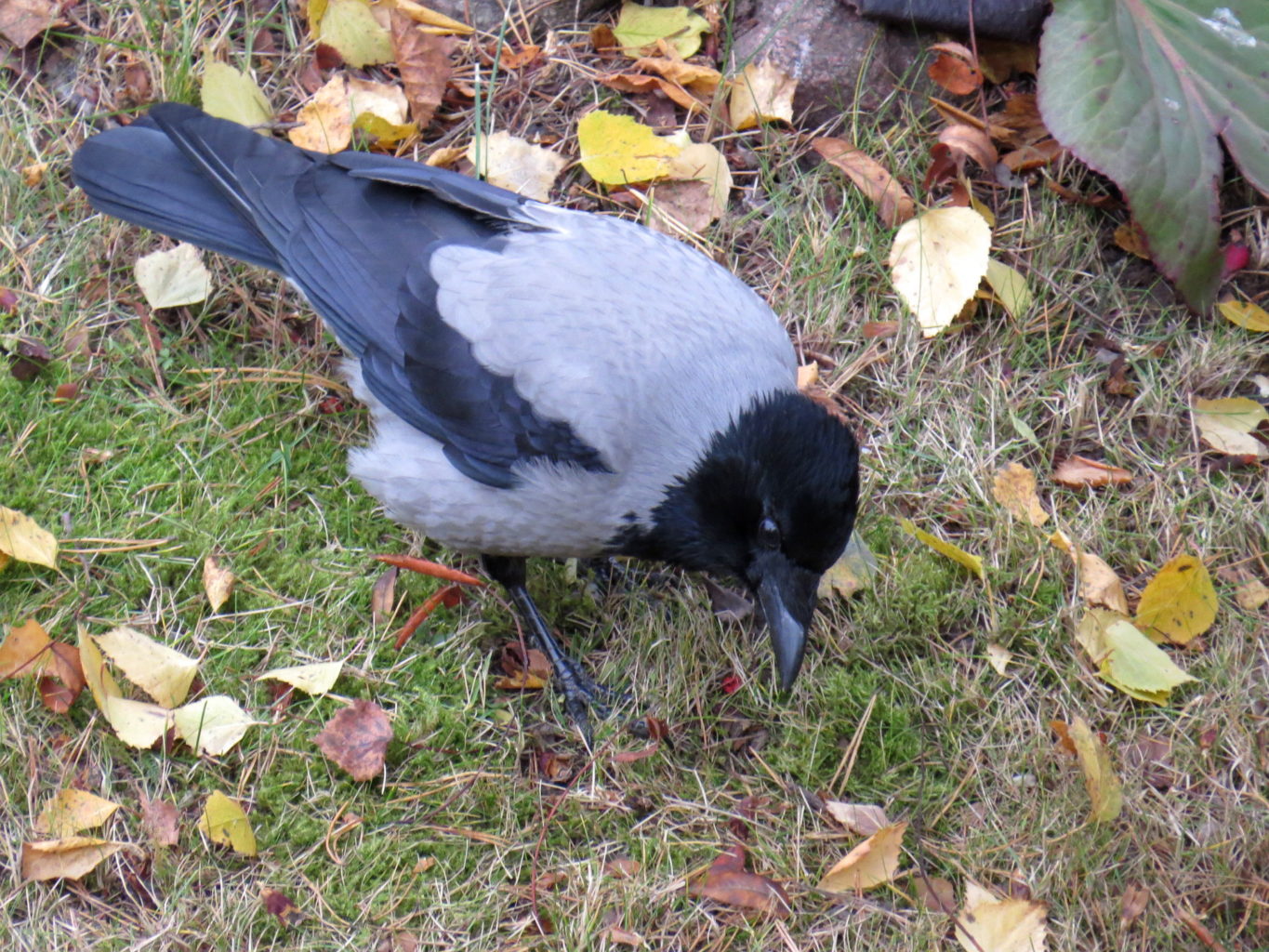 Valokuvaaja: Jaana Talvinen