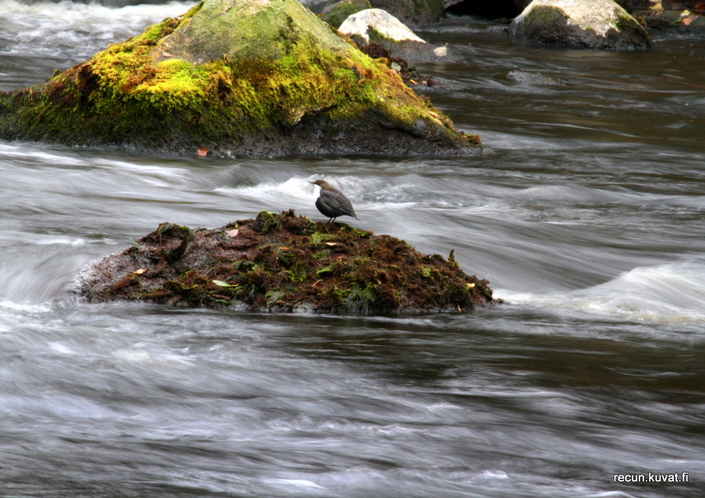 Valokuvaaja: reijo lehtonen