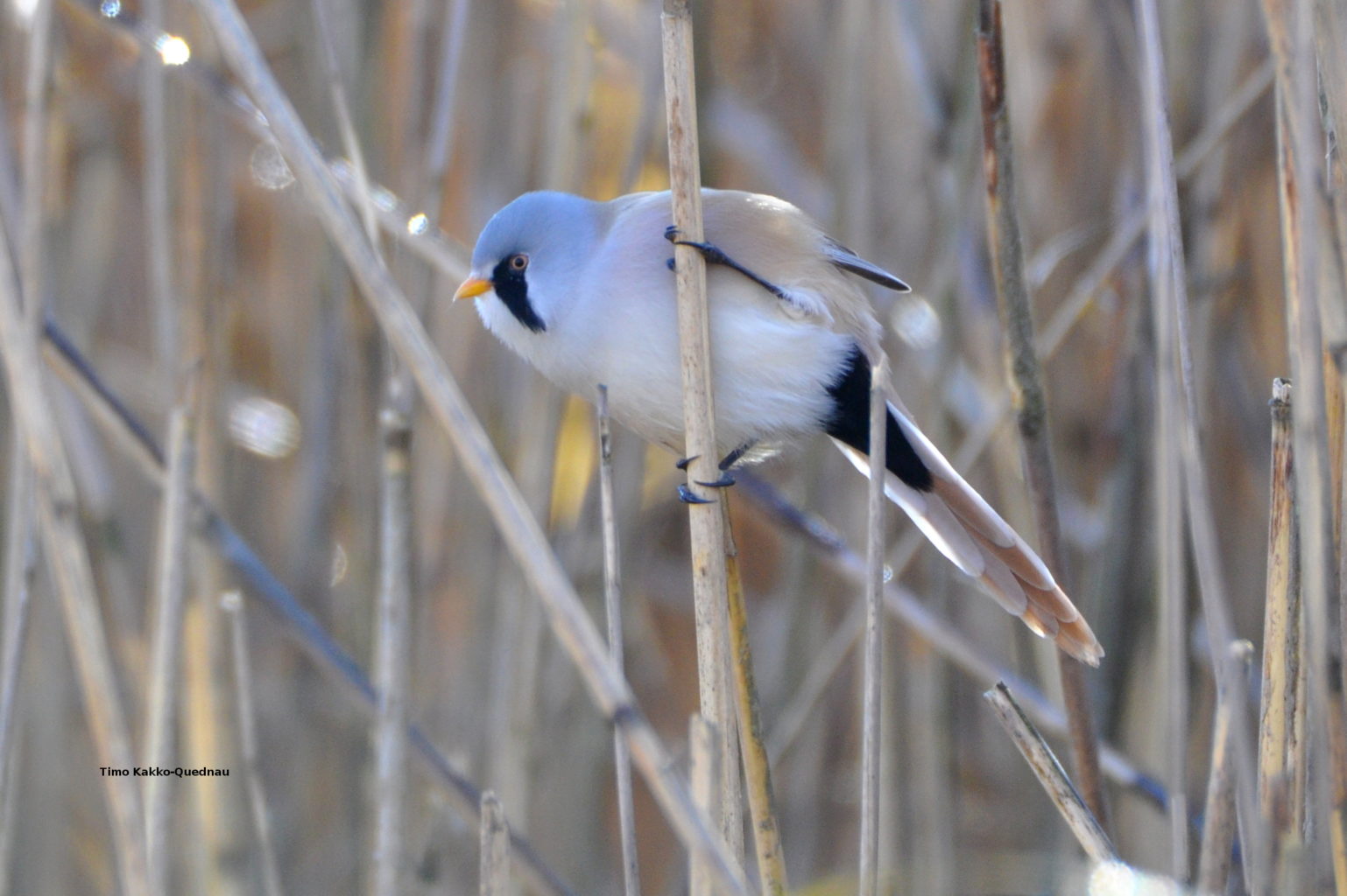 Valokuvaaja: Timo Kakko-Quednau Valokuvaaja: Timo Kakko-Quednau