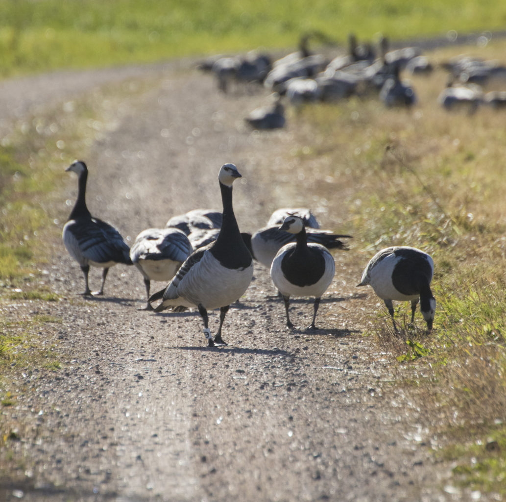 Valokuvaaja: Merja Ollikainen