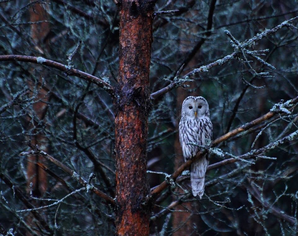 Valokuvaaja: Jenni Merilä