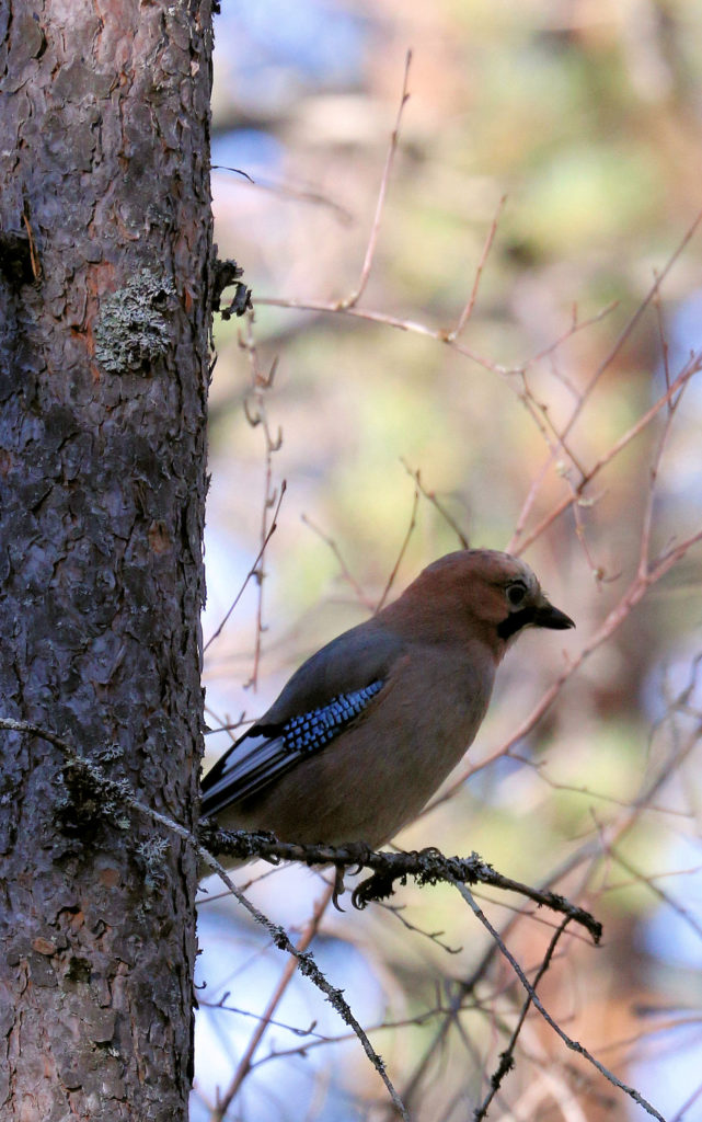 Valokuvaaja: Ahti Keränen