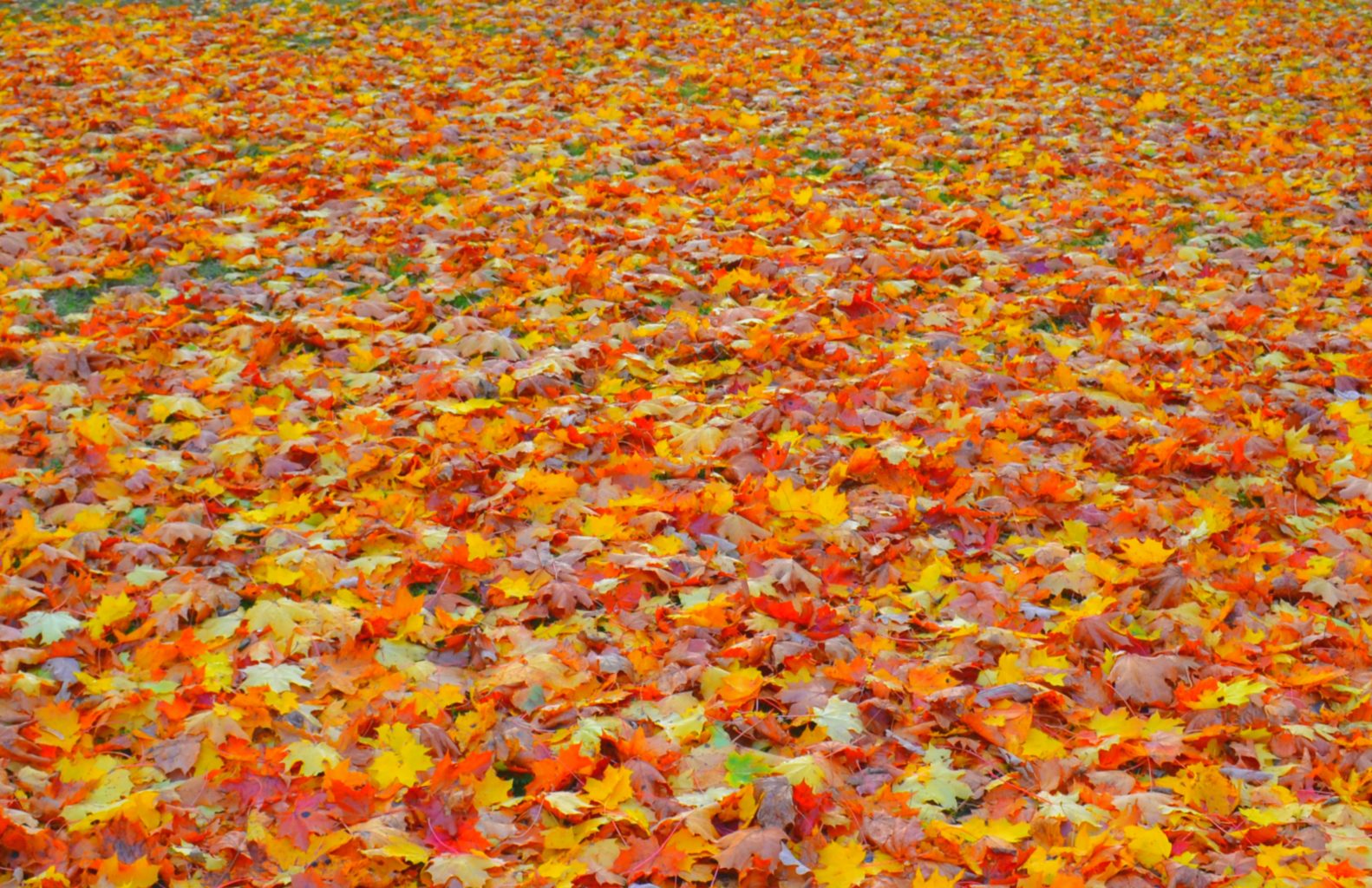 Valokuvaaja: Leena Rissanen