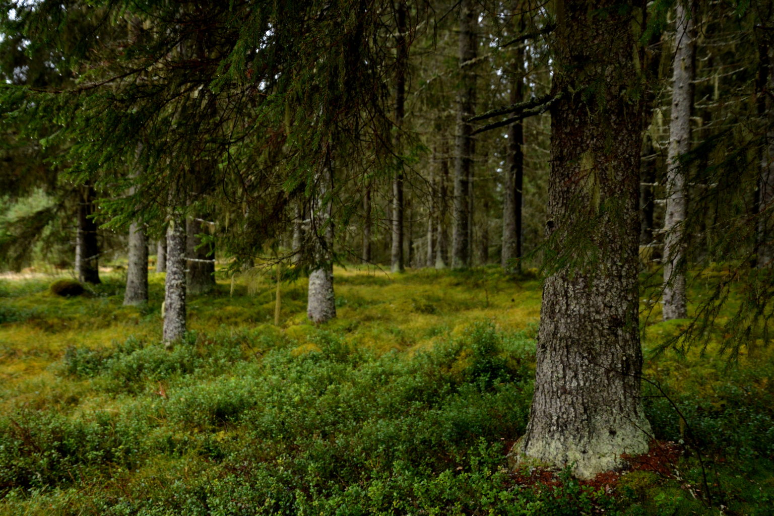 Valokuvaaja: MAIJA SAVOLAINEN
