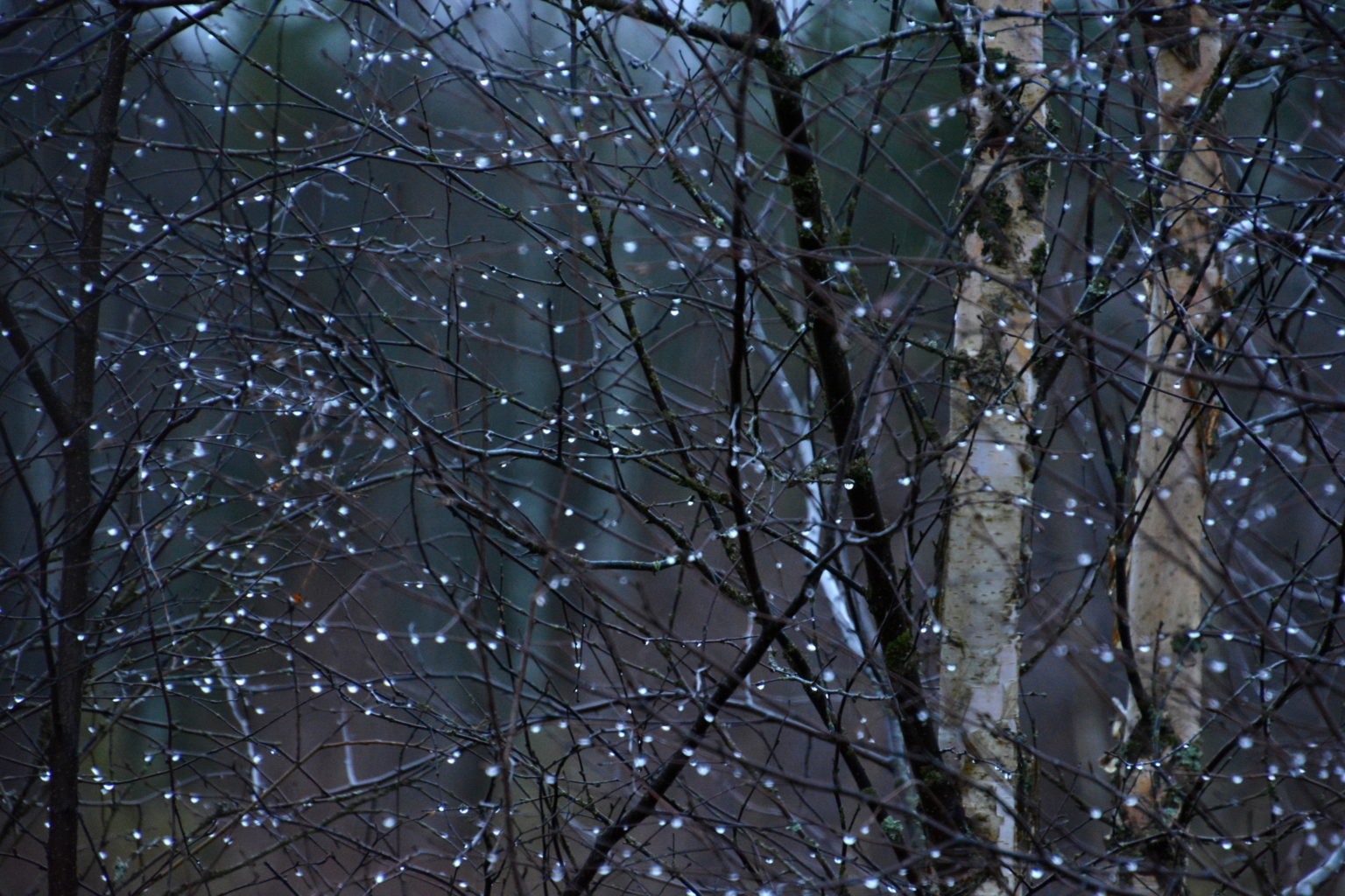 Valokuvaaja: MAIJA SAVOLAINEN Valokuvaaja: MAIJA SAVOLAINEN