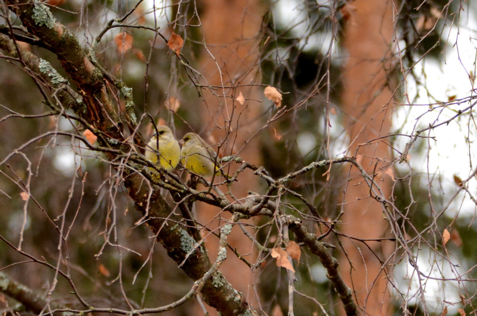 Valokuvaaja: MIKKO SAVOLAINEN