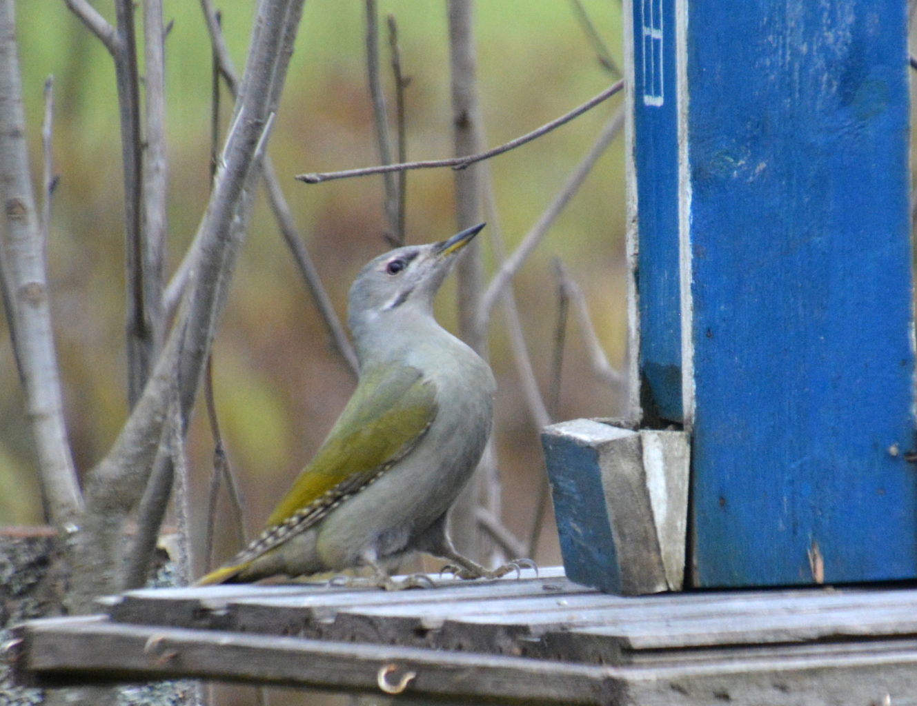 Valokuvaaja: MIKKO SAVOLAINEN