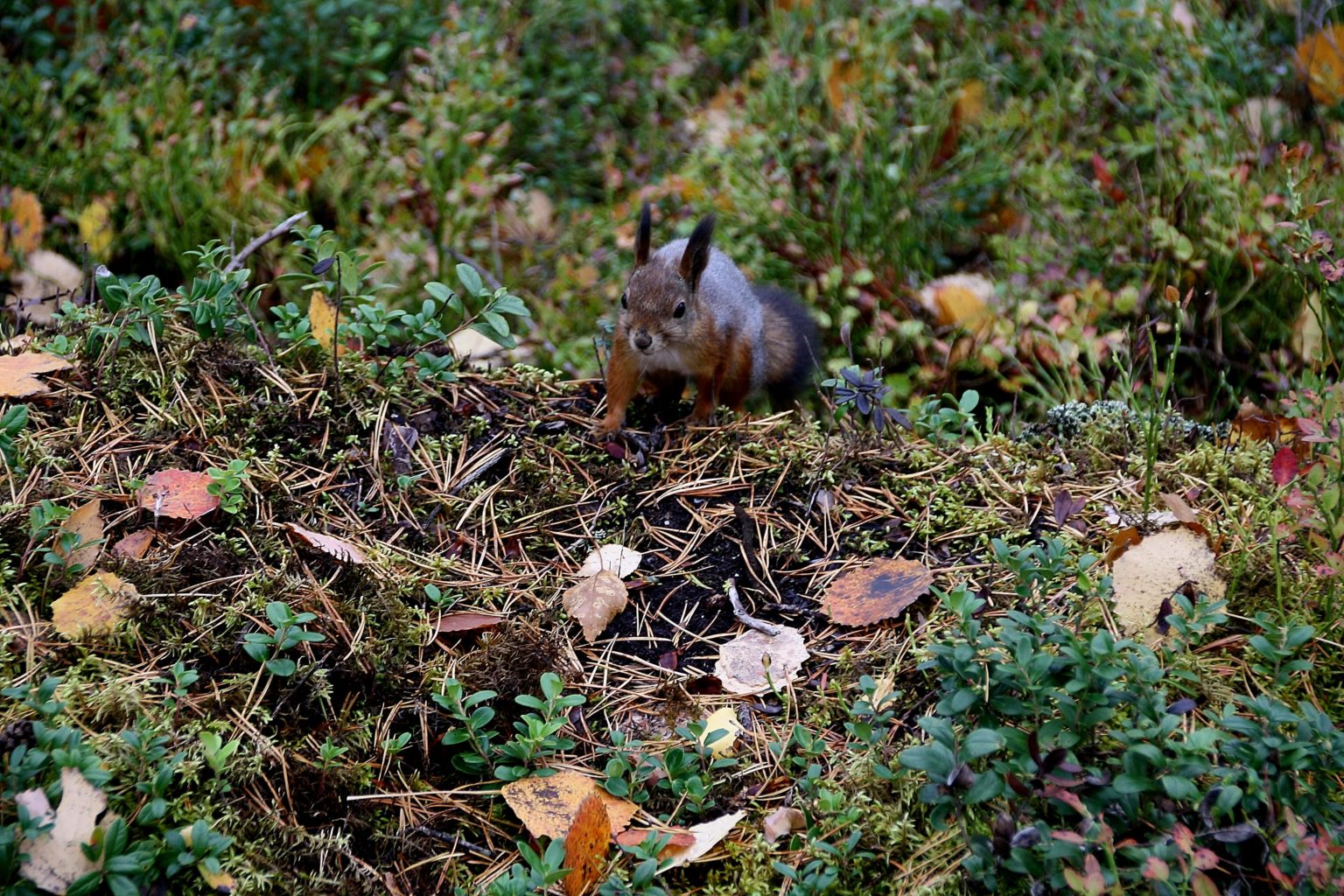 Valokuvaaja: Sirpa Jyske