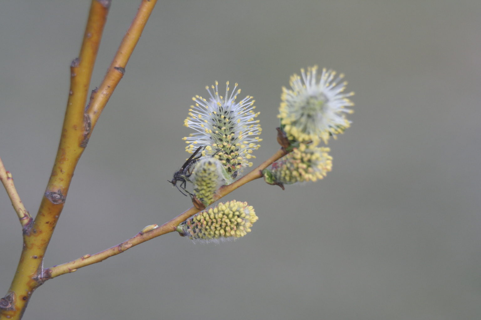 Valokuvaaja: Yrjö Meriläinen