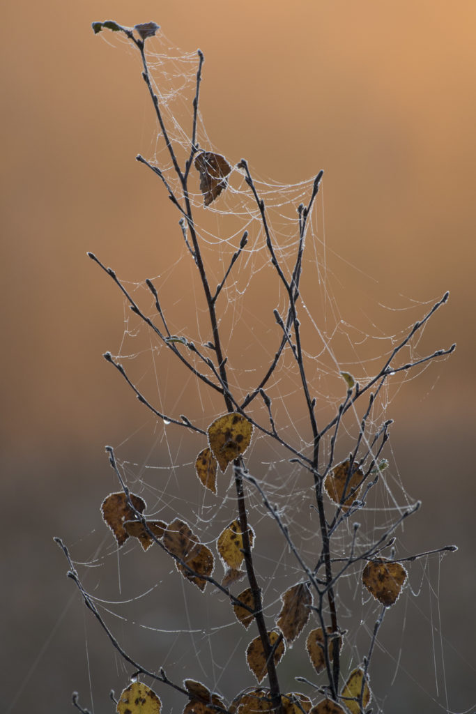 Valokuvaaja: Merja Ollikainen