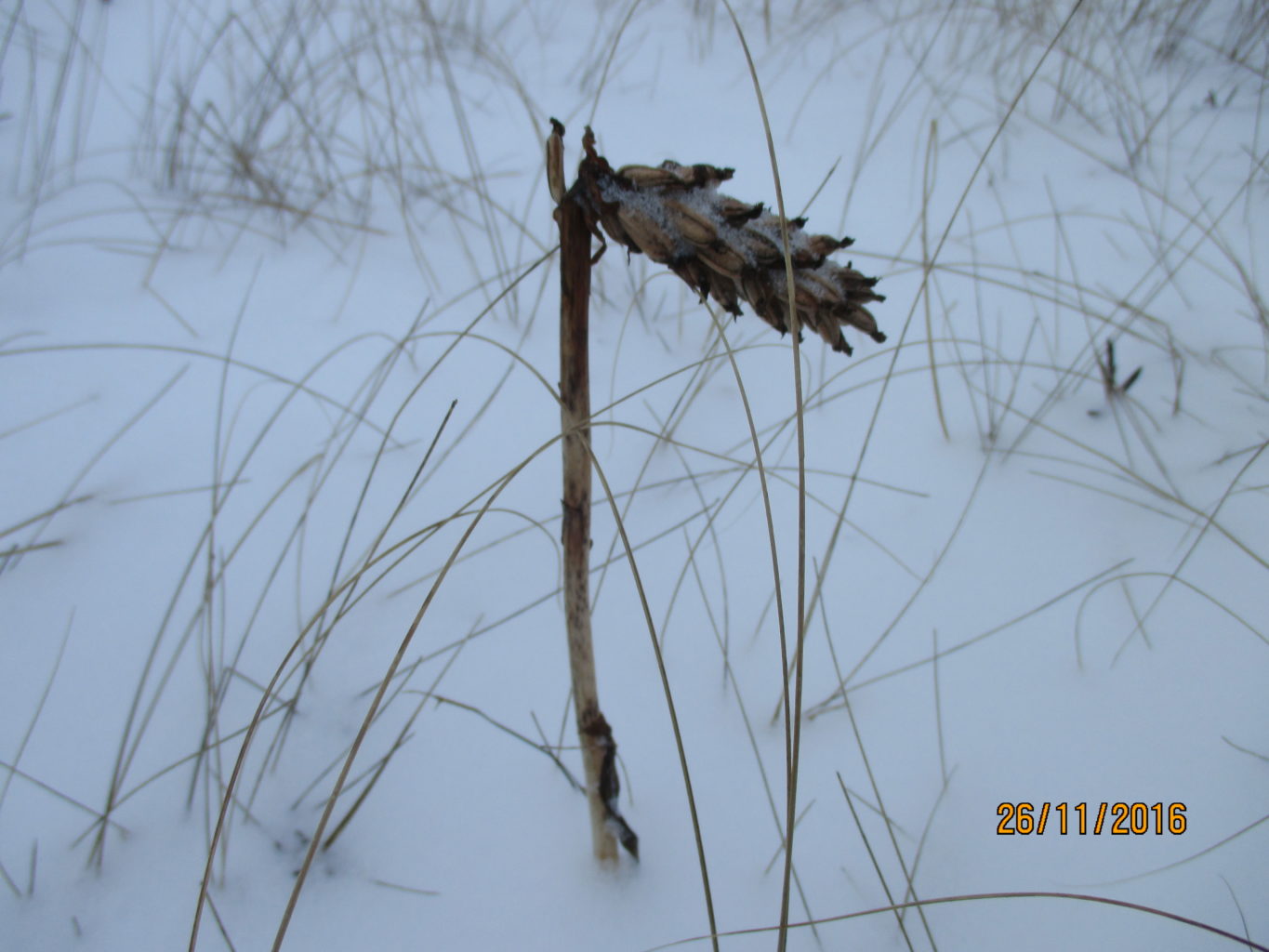 Valokuvaaja: yrjo lukkari