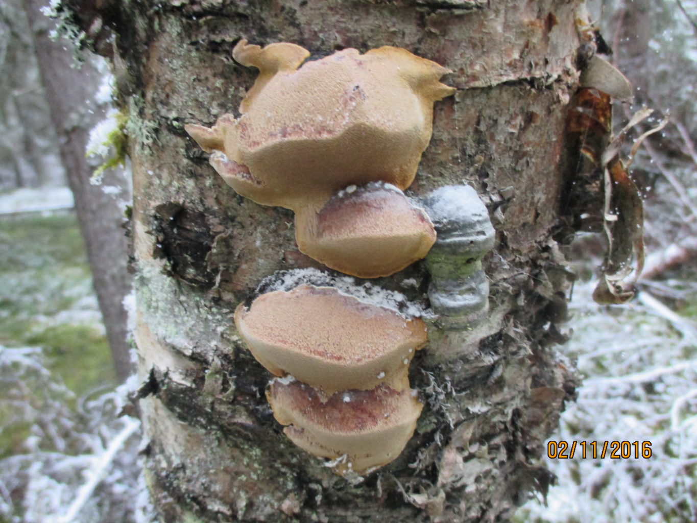 Valokuvaaja: yrjo lukkari