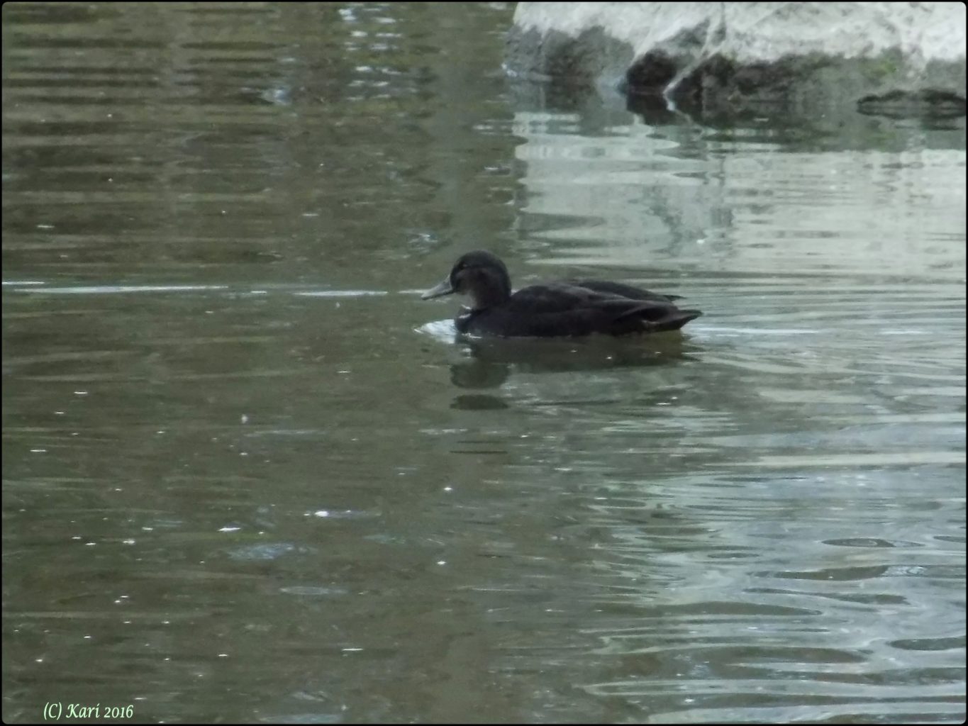 Valokuvaaja: Kari Saarinen