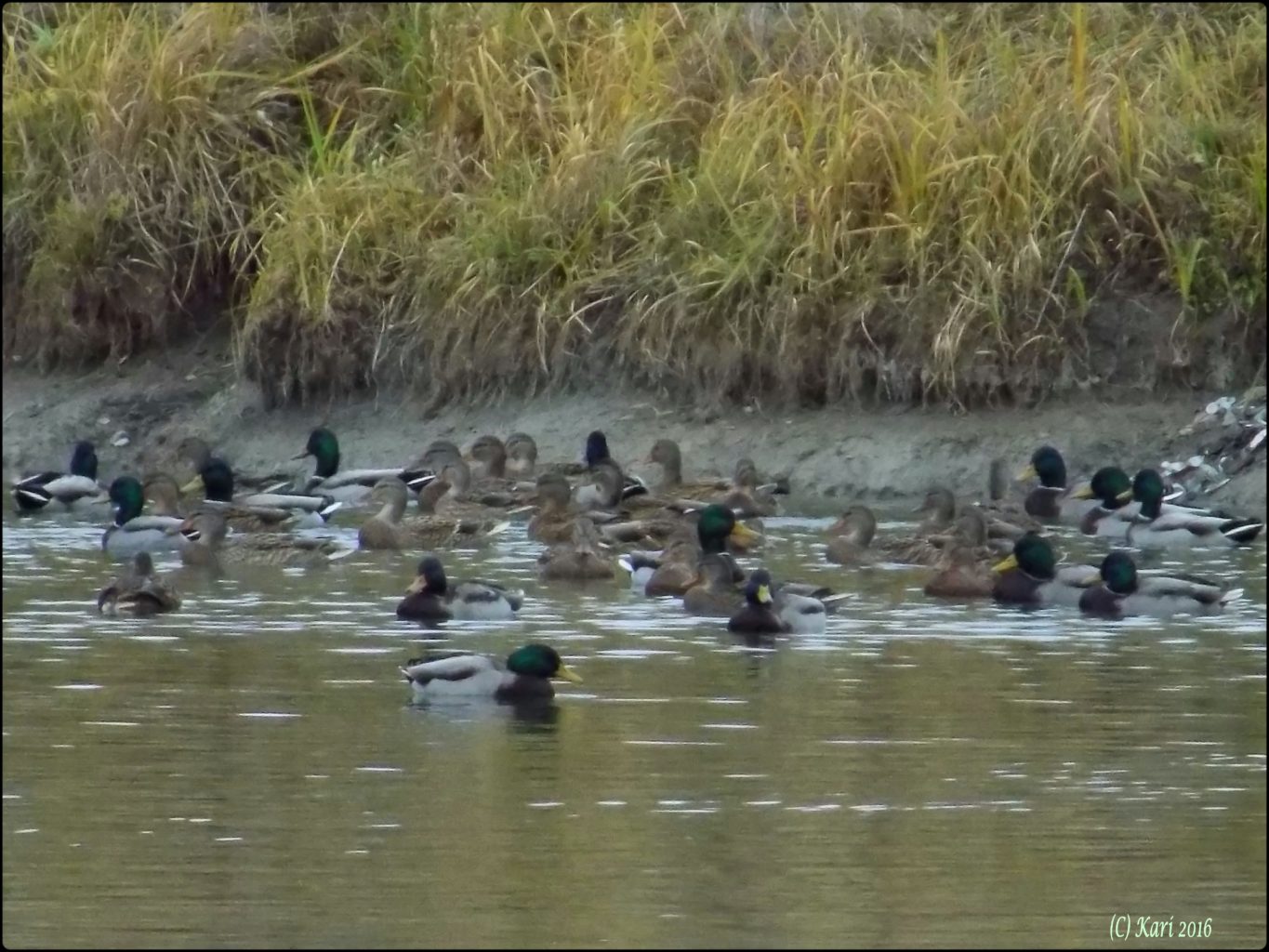 Valokuvaaja: Kari Saarinen
