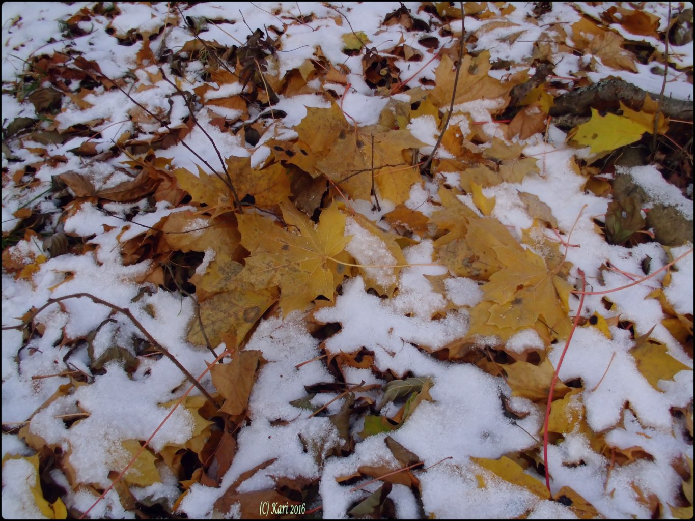 Valokuvaaja: Kari Saarinen