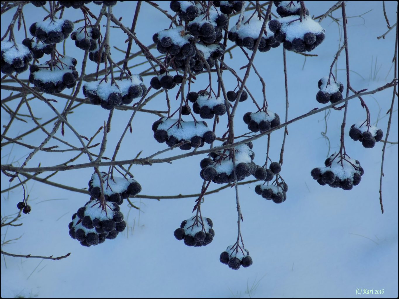 Valokuvaaja: Kari Saarinen Valokuvaaja: Kari Saarinen