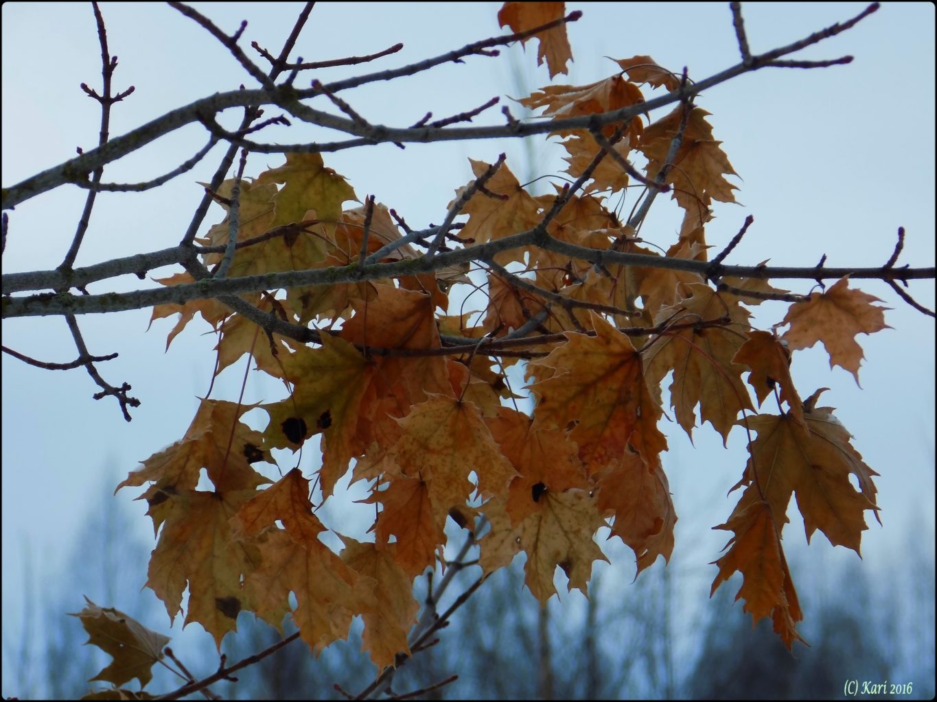 Valokuvaaja: Kari Saarinen