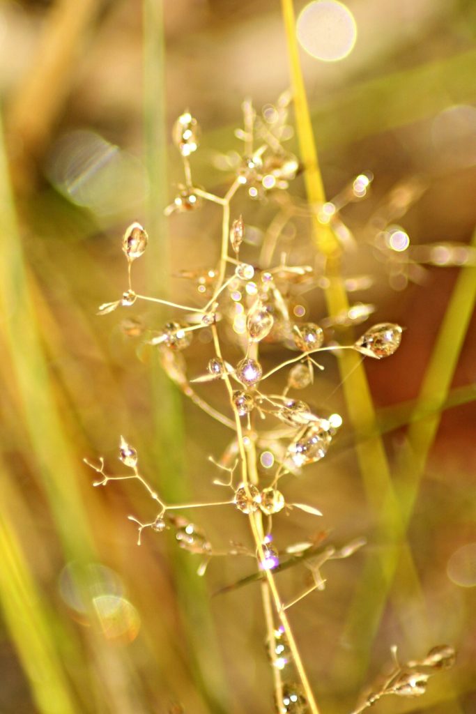 Valokuvaaja: Miia Pesu