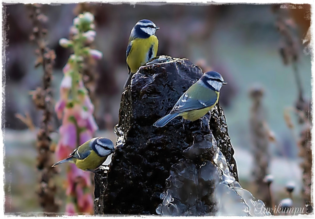 Valokuvaaja: Marja Palonen