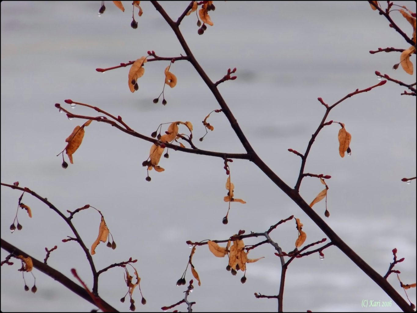 Valokuvaaja: Kari Saarinen