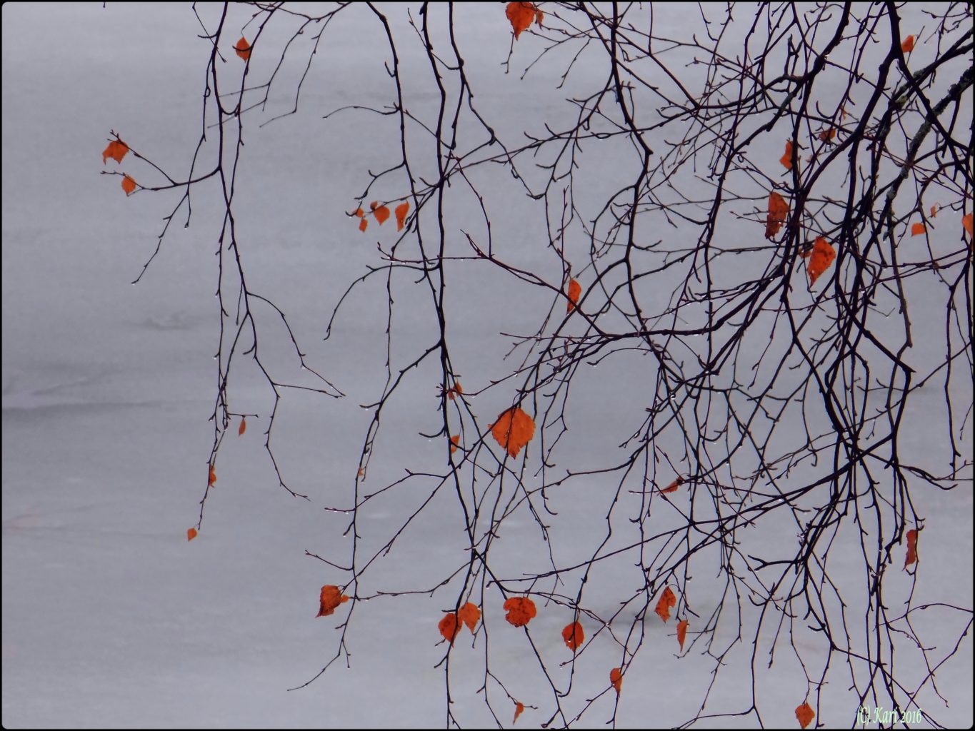 Valokuvaaja: Kari Saarinen Valokuvaaja: Kari Saarinen