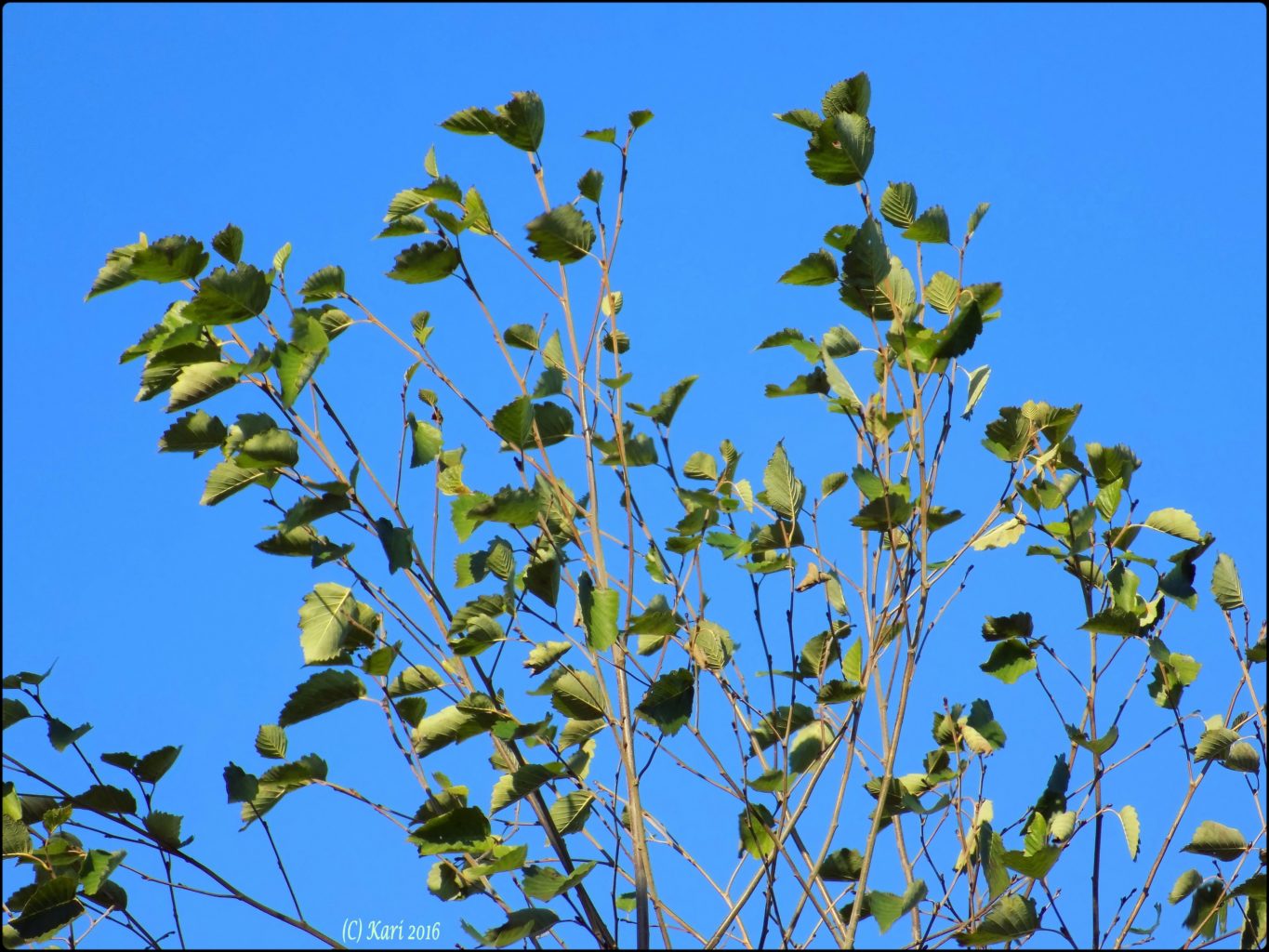 Valokuvaaja: Kari Saarinen