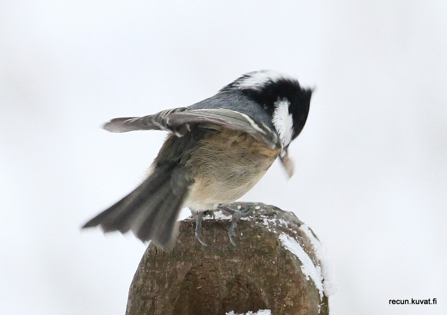 Valokuvaaja: Reijo lehtonen