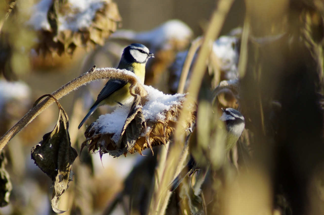 Valokuvaaja: Maarit Siitonen