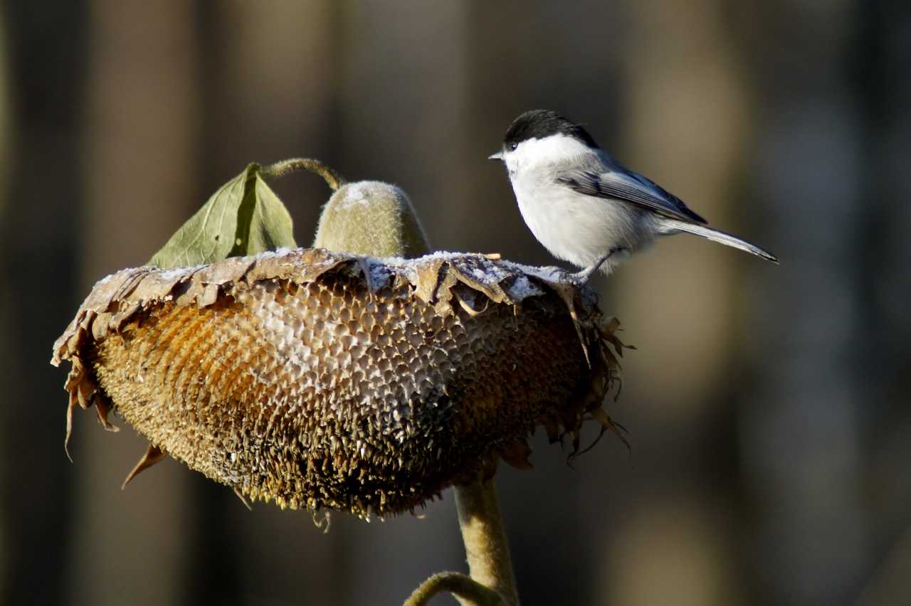 Valokuvaaja: Maarit Siitonen