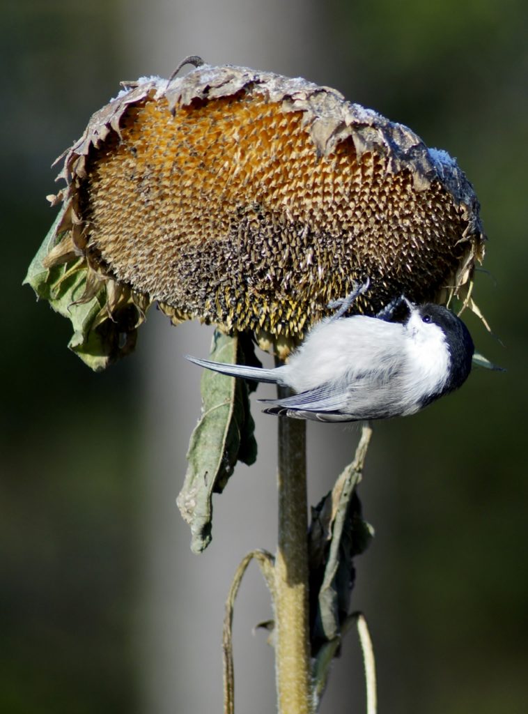 Valokuvaaja: Maarit Siitonen