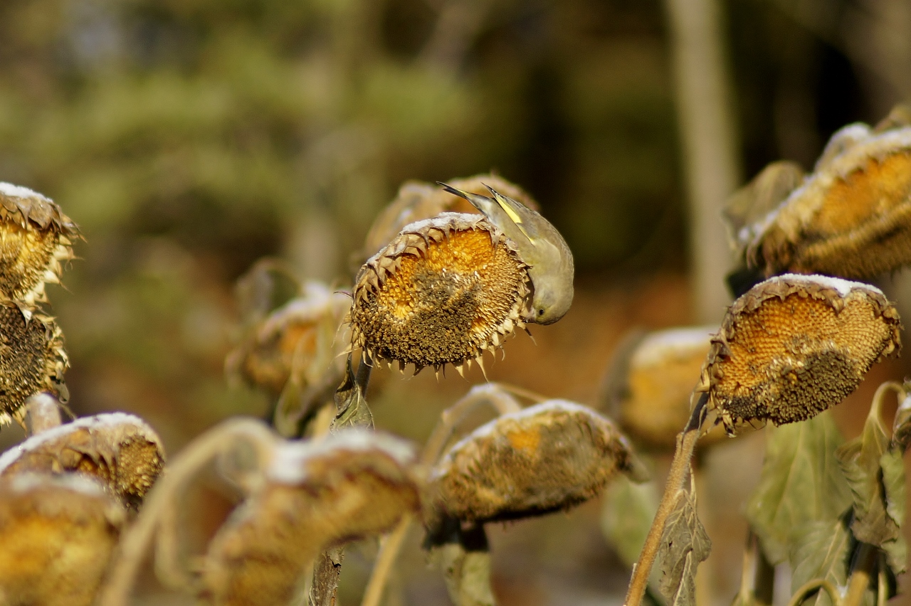 Valokuvaaja: Maarit Siitonen