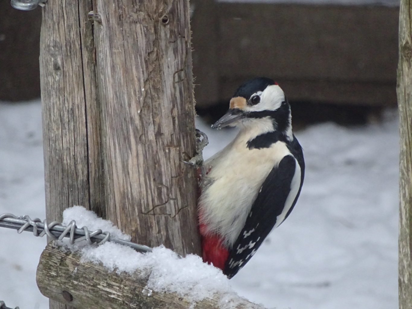 Valokuvaaja: Anja Mustamaa