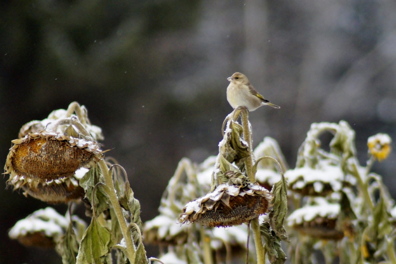 Valokuvaaja: Maarit Siitonen