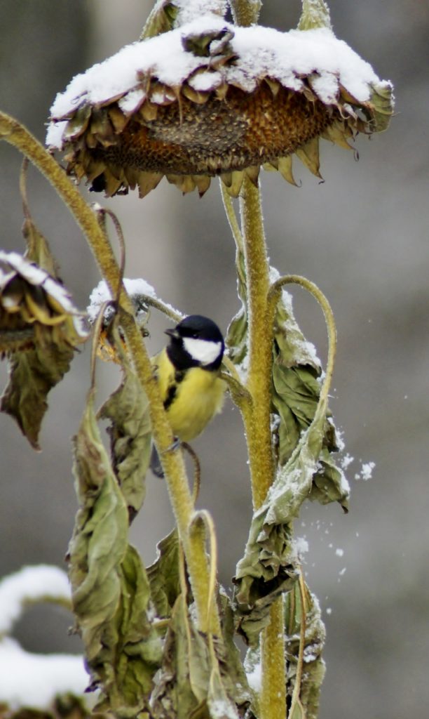Valokuvaaja: Maarit Siitonen