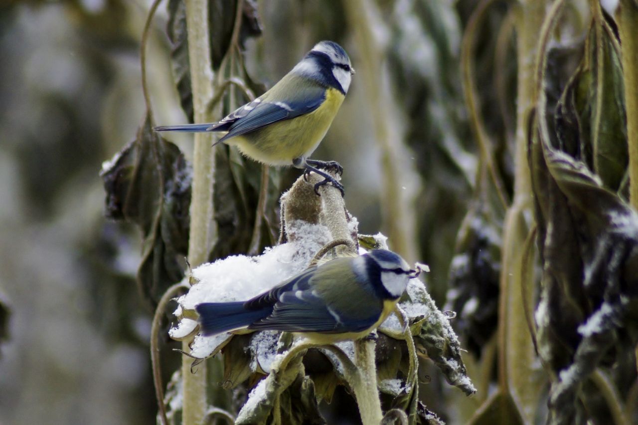 Valokuvaaja: Maarit Siitonen