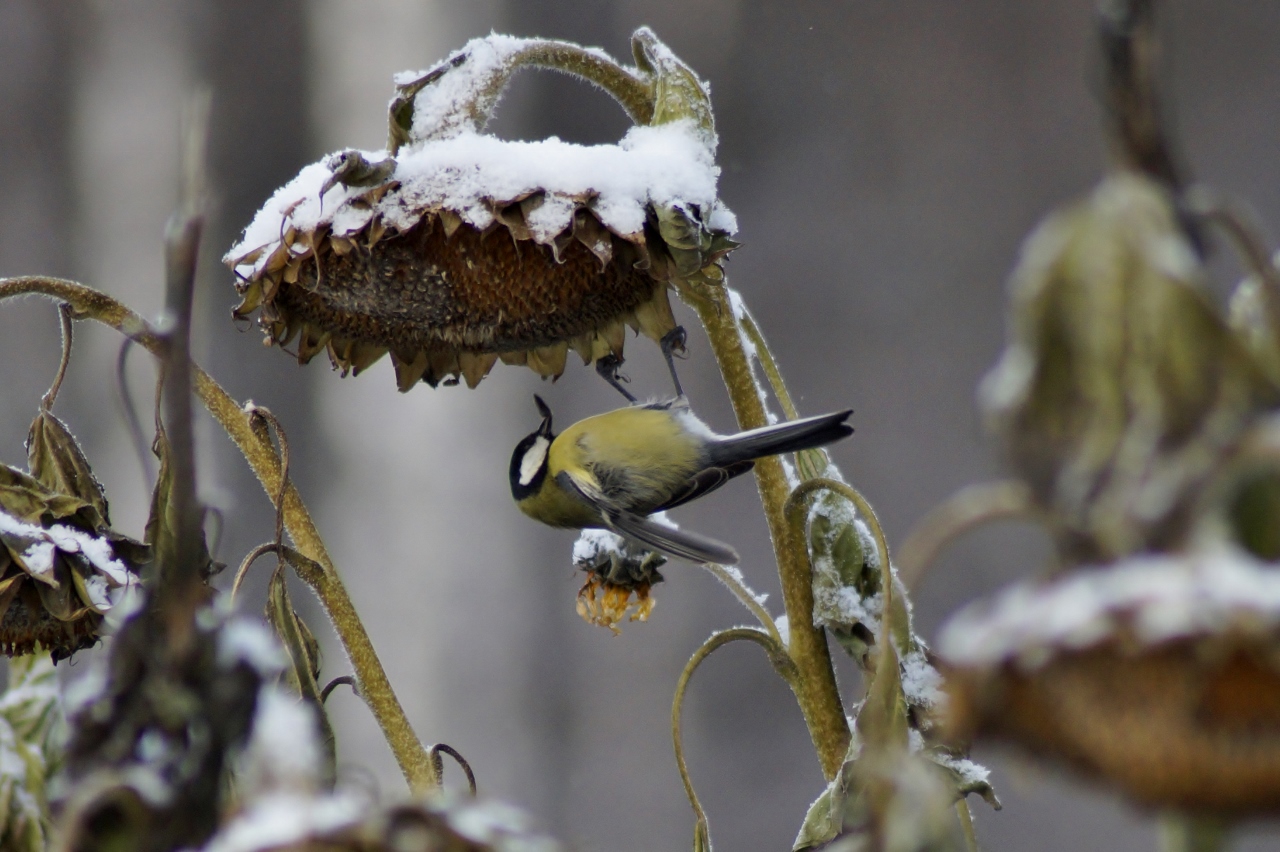 Valokuvaaja: Maarit Siitonen