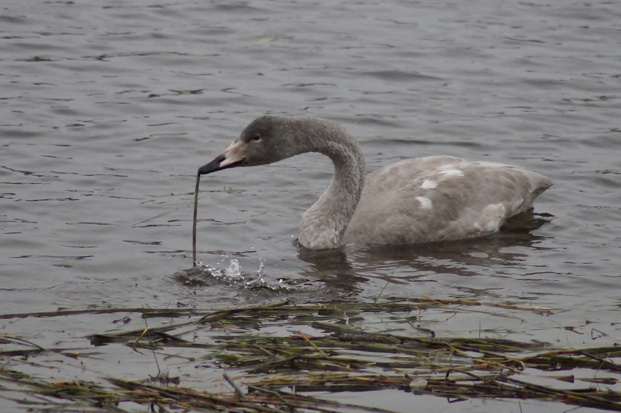 Valokuvaaja: Maarit Siitonen Valokuvaaja: Maarit Siitonen