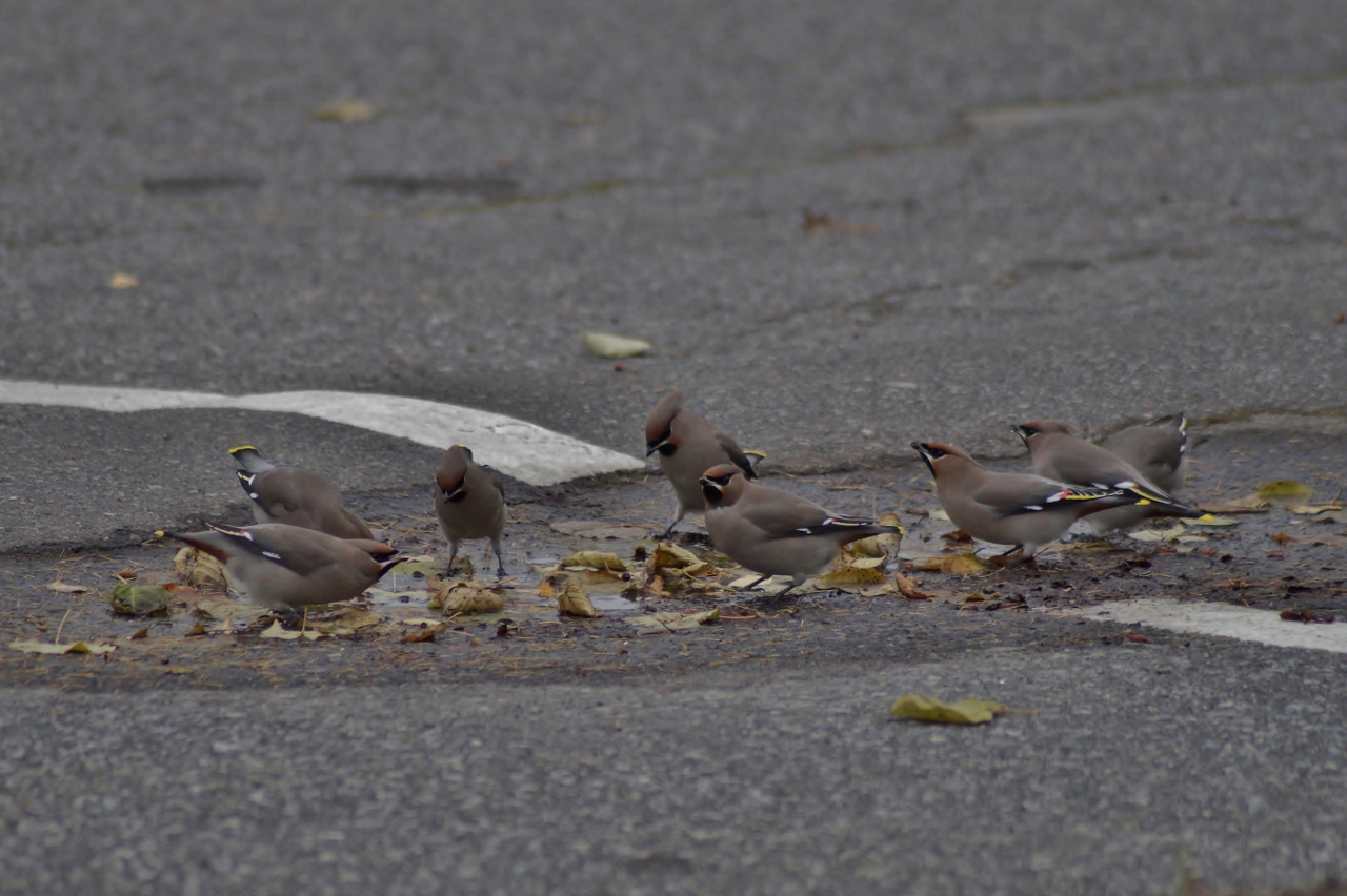 Valokuvaaja: Maarit Siitonen