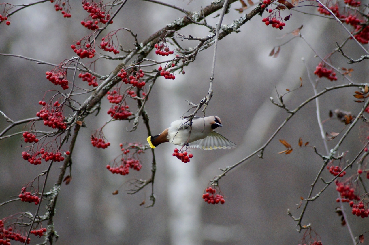 Valokuvaaja: Maarit Siitonen
