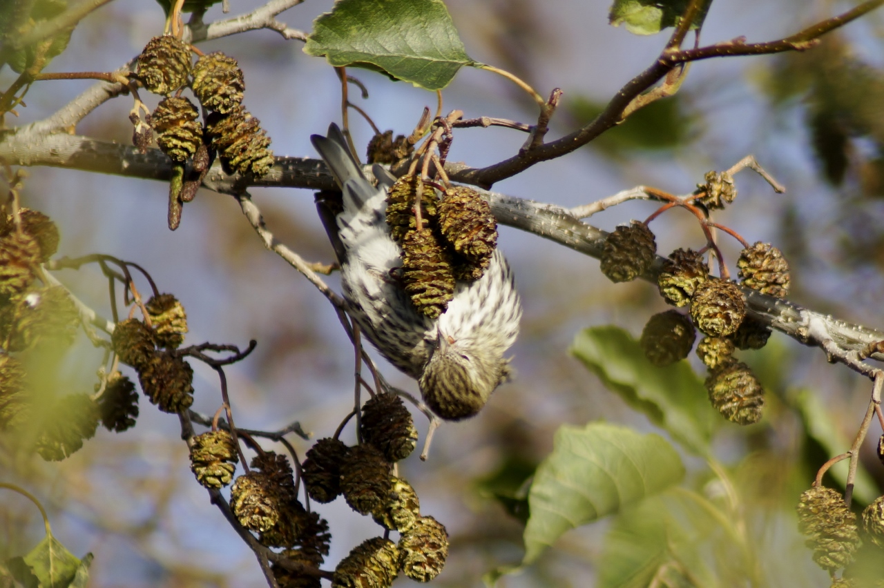 Valokuvaaja: Maarit Siitonen
