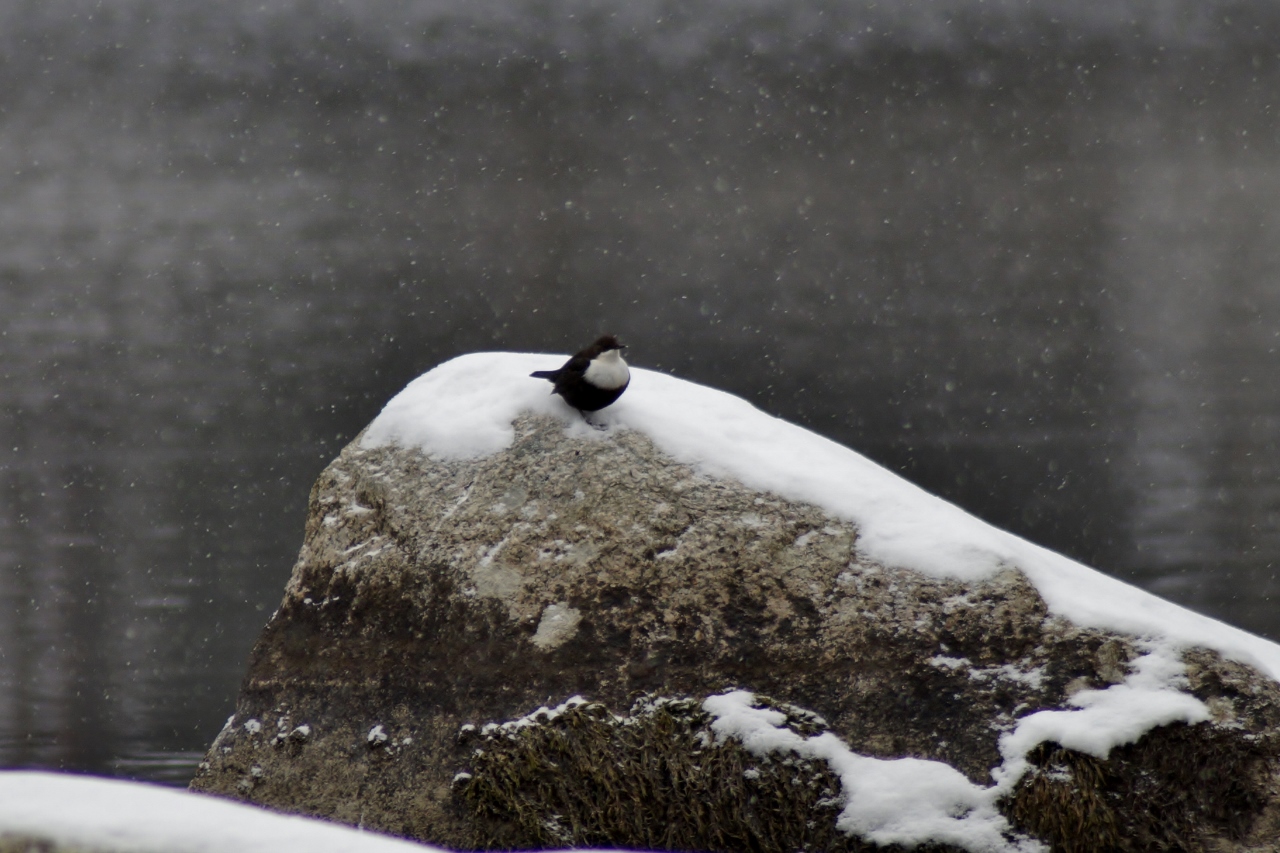 Valokuvaaja: Maarit Siitonen