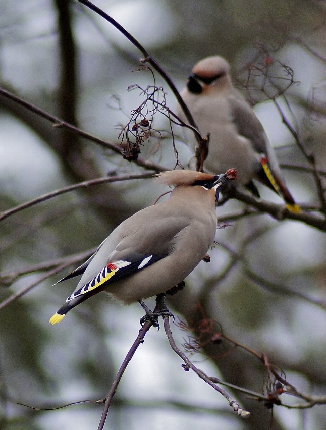 Valokuvaaja: Maarit Siitonen Valokuvaaja: Maarit Siitonen