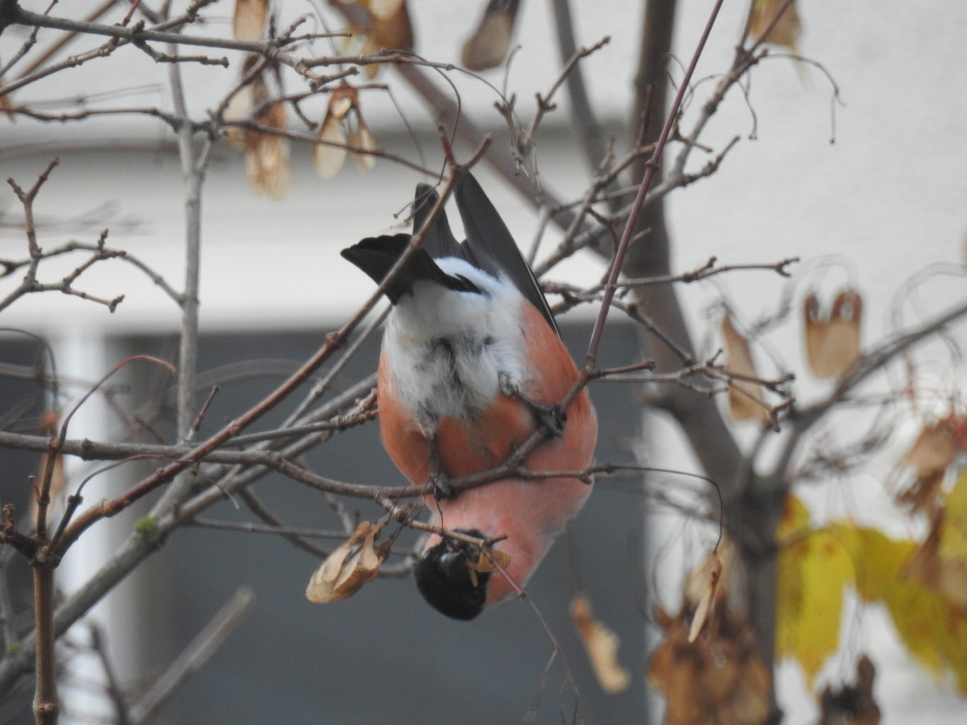 Valokuvaaja: Lauri Lindblom