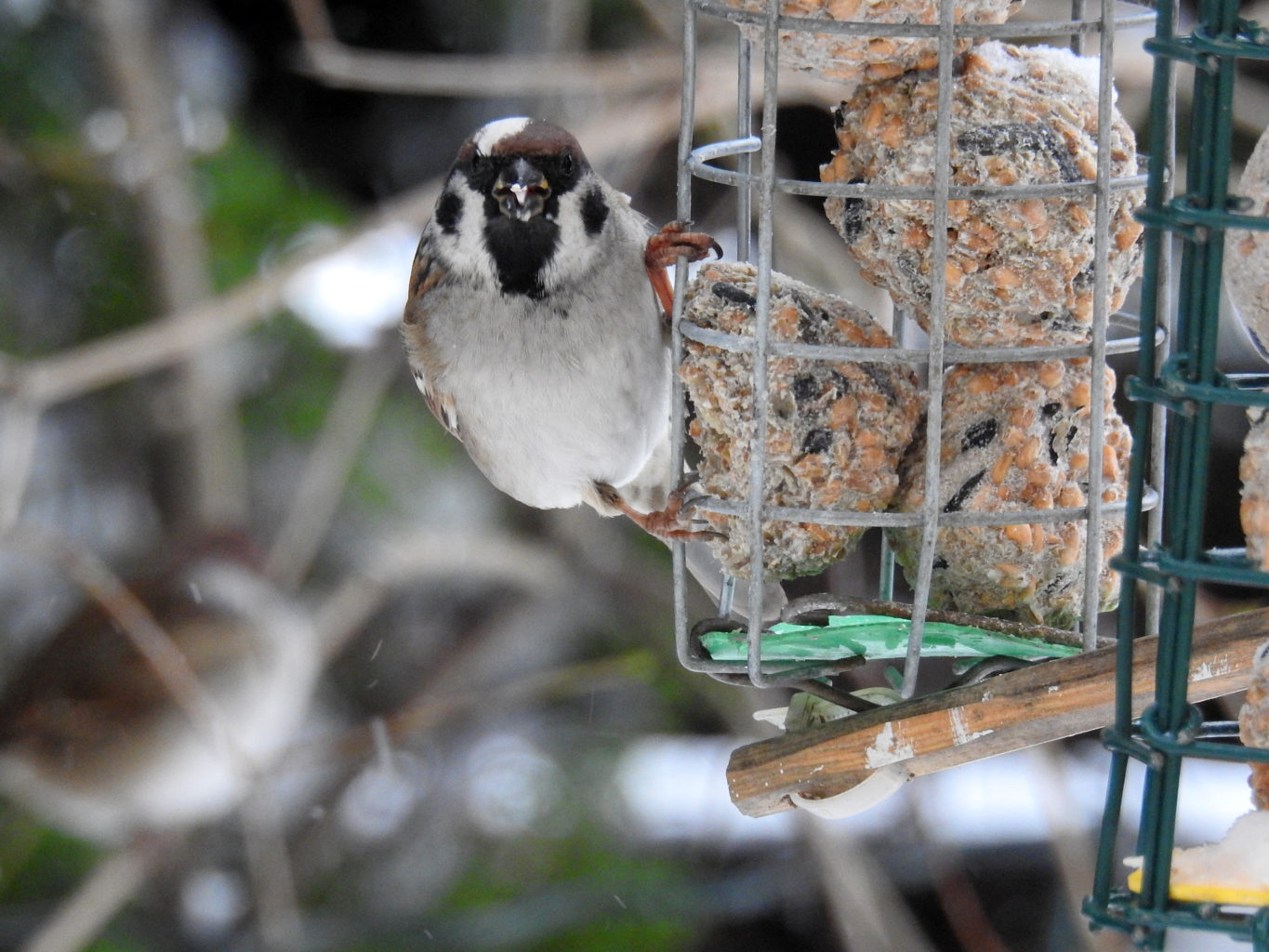 Valokuvaaja: Paavo Siukonen