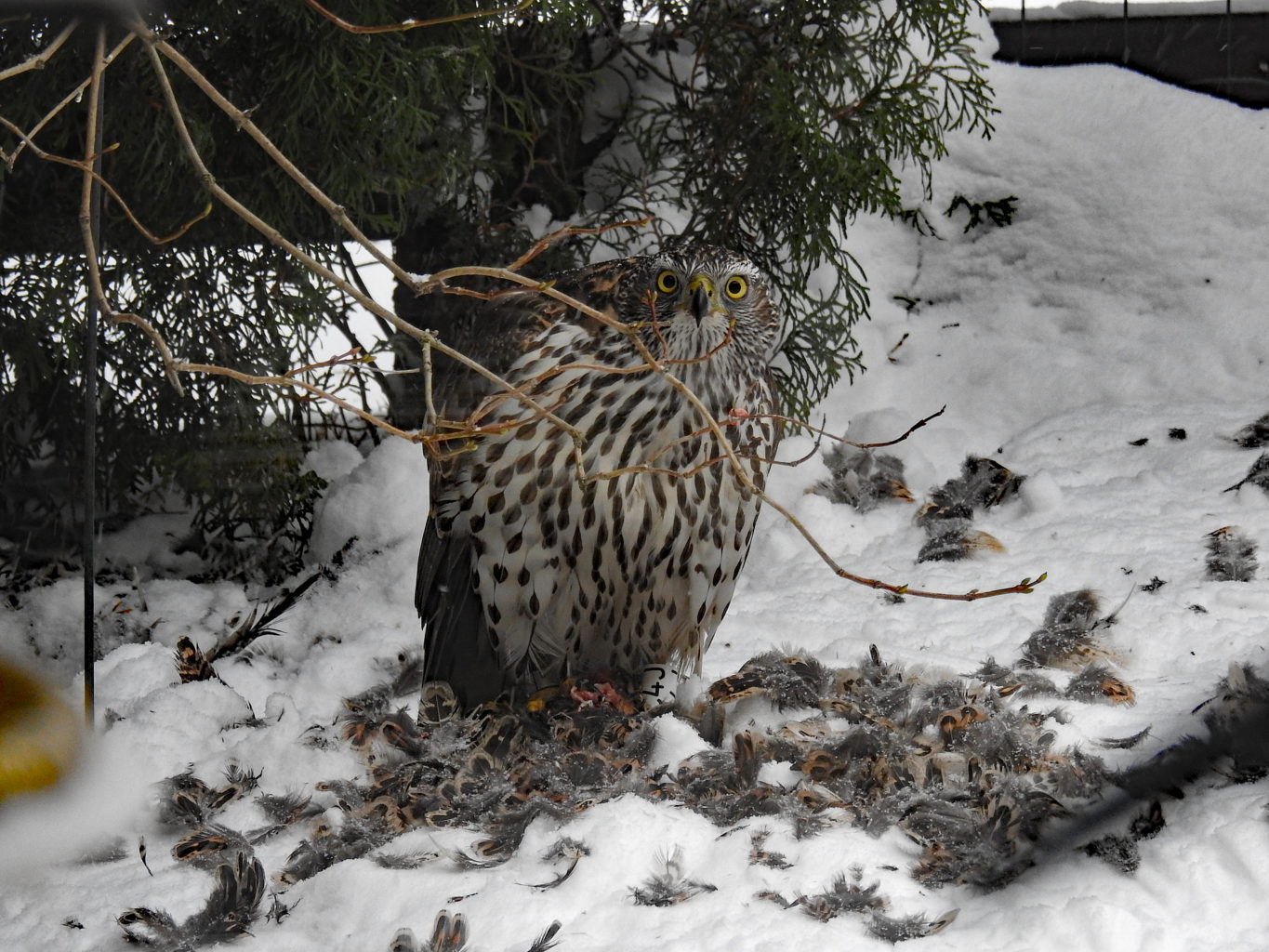 Valokuvaaja: Paavo Siukonen