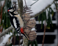 Valokuvaaja: Jouko Varonen