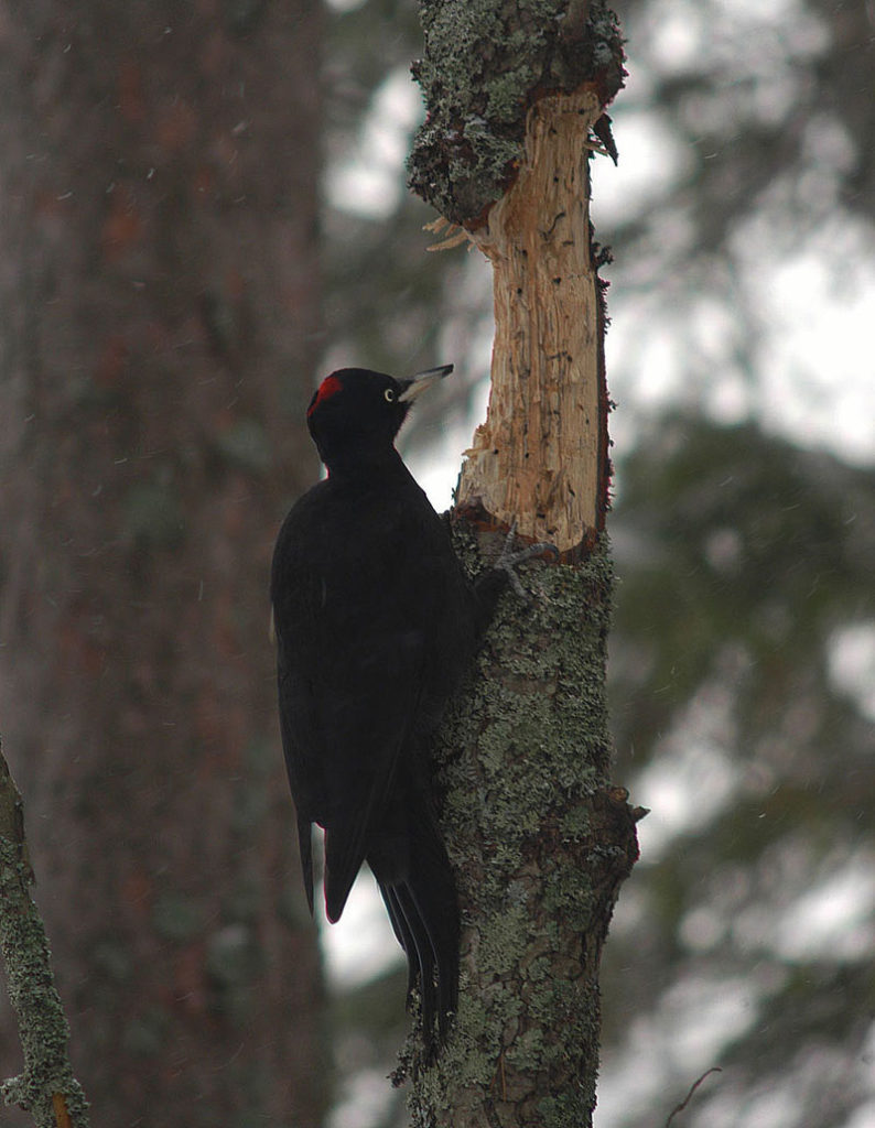 Valokuvaaja: Jouko Varonen