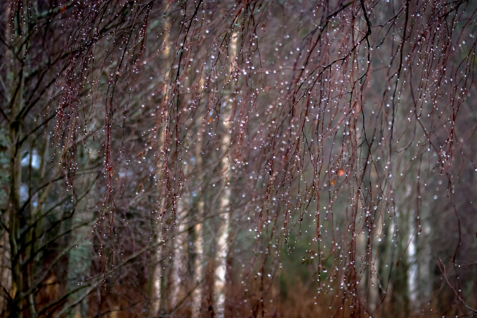 Valokuvaaja: MAIJA SAVOLAINEN